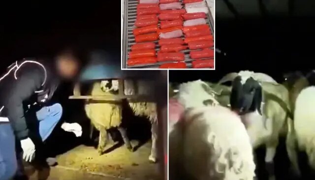 Şeytani plan! Kilolarca uyuşturucuyu hayvanların karın boşluklarına yerleştirmişler