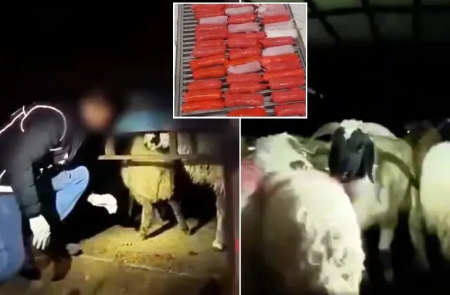 Şeytani plan! Kilolarca uyuşturucuyu hayvanların karın boşluklarına yerleştirmişler