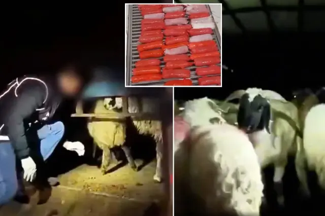 seytani plan kilolarca uyusturucuyu hayvanlarin 19389242 9675 o