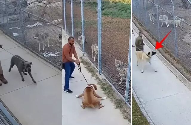 Sivas kangalını ve diğer köpekleri kurt sürüsünün karşısına çıkardılar: Sonuç inanılmaz