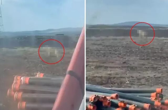 Sivas’ta tarlasını süren çiftçiyi ürküten görüntü