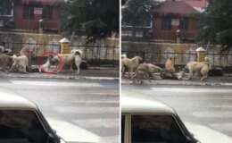 Sokak ortasında dehşete düşüren görüntü