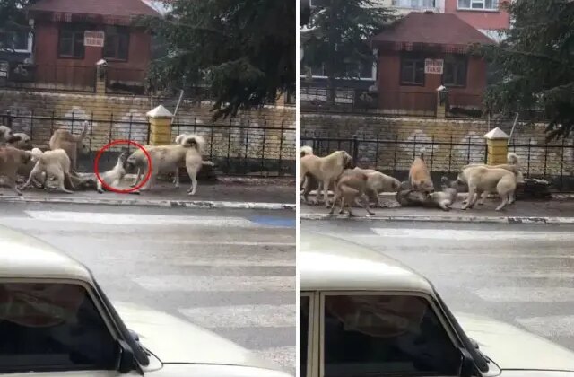 Sokak ortasında dehşete düşüren görüntü