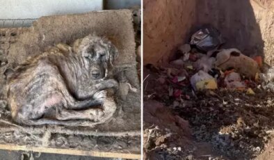 Sözde barınakta dehşet görüntüler: Köpekler açıktan birbirini yedi