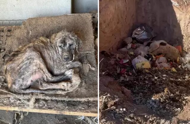 Sözde barınakta dehşet görüntüler: Köpekler açıktan birbirini yedi