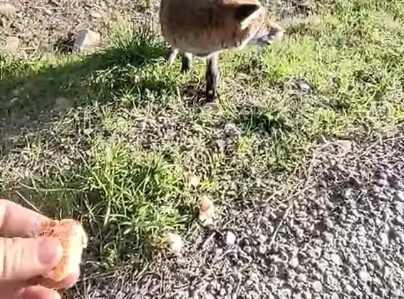 Tarihi bölgede insanlara alışan tilki bölgenin maskotu oldu