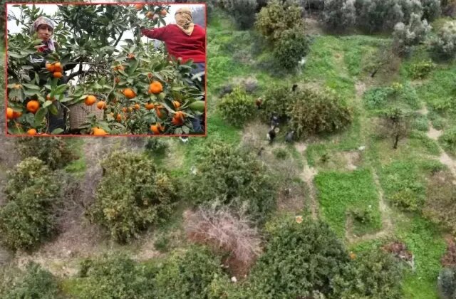 Tarla fiyatı 2 liraya kadar düştü, üretici isyan etti