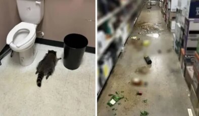 Tavandan indi, marketi talan etti! Sarhoş rakun ne kadar içki varsa içip sızdı