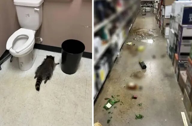 Tavandan indi, marketi talan etti! Sarhoş rakun ne kadar içki varsa içip sızdı