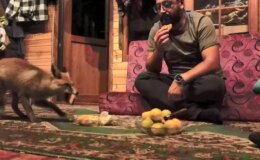 Dağ başında sıcak hikaye: Tilki barakaya girdi, Tilko oldu