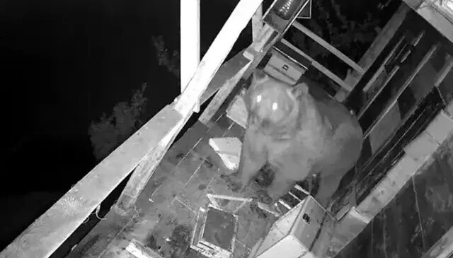 Trabzon’da  aç ayı balkon bastı, balları yedi