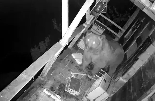 Trabzon’da  aç ayı balkon bastı, balları yedi