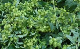 Türk çiftçisi çöpe atıyor, Avrupa’da kilosu 35 bin TL’den satılıyor