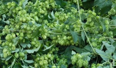 Türk çiftçisi çöpe atıyor, Avrupa’da kilosu 35 bin TL’den satılıyor