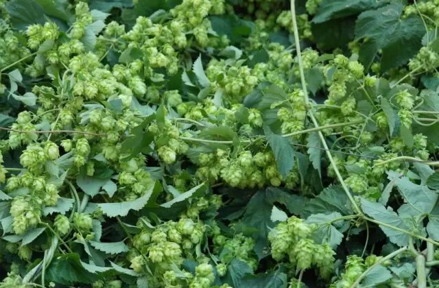 Türk çiftçisi çöpe atıyor, Avrupa’da kilosu 35 bin TL’den satılıyor