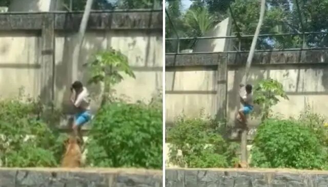 Tutkusu sonu oldu! 6 metrelik duvarı aşıp aslan kafesine girdi, sonrası facia