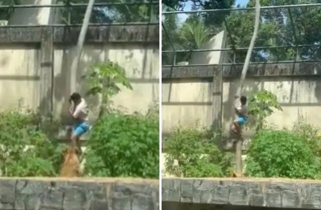 Tutkusu sonu oldu! 6 metrelik duvarı aşıp aslan kafesine girdi, sonrası facia