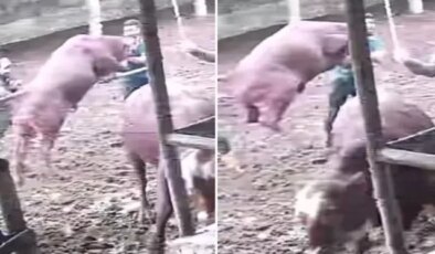 Üzerine zıplayan boğanın darbesiyle yere serildi: O anlar kamerada