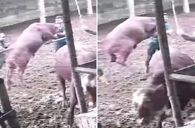 Üzerine zıplayan boğanın darbesiyle yere serildi: O anlar kamerada