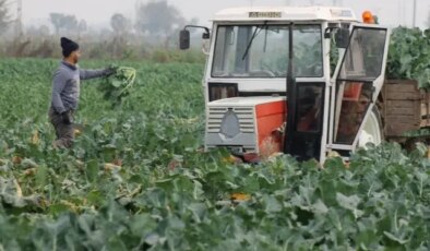Vatandaş dertli! Tarlada 10 liraya satılan brokoli kent merkezinde 70 lira