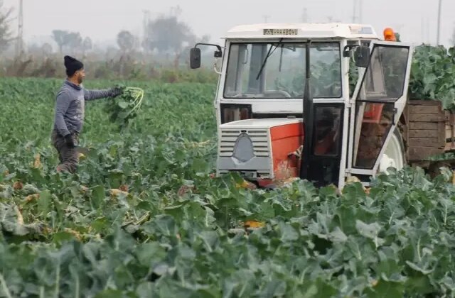 Vatandaş dertli! Tarlada 10 liraya satılan brokoli kent merkezinde 70 lira