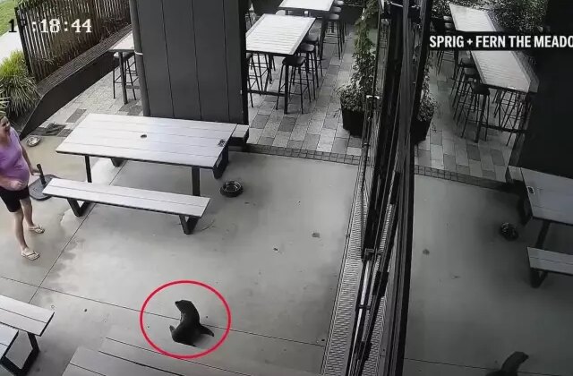 Yeni Zelanda’da bara giren yavru fok ortalığı karıştırdı!