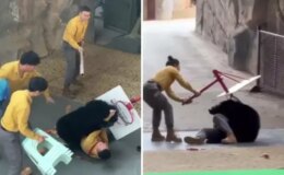 Yiyecek kokusuyla çıldıran ayı bakıcısını ağır yaraladı