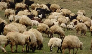 Komşuda korkutan salgın: yüz binlerce koyun ve keçi itlaf edildi