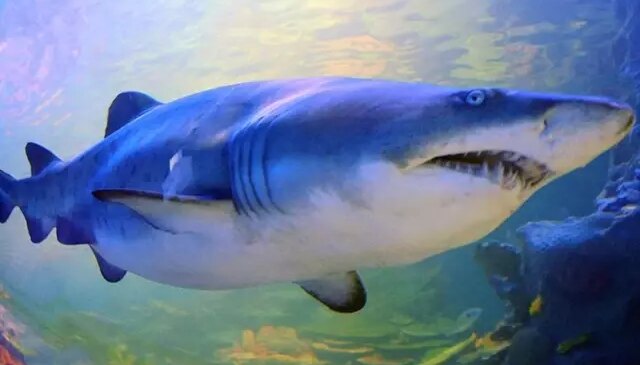 13 yaşındaki çocuk köpekbalığı saldırısında öldü