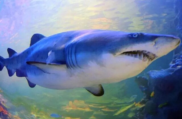 13 yaşındaki çocuk köpekbalığı saldırısında öldü