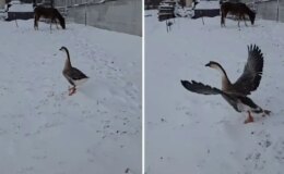 3 bin 500 TL verip kaz aldı, sonu büyük hüsranla bitti