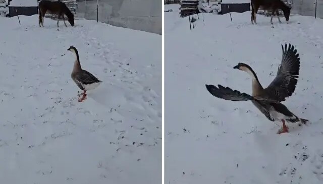 3 bin 500 TL verip kaz aldı, sonu büyük hüsranla bitti