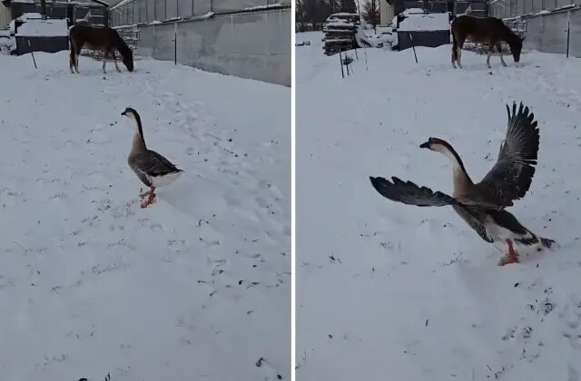 3 bin 500 TL verip kaz aldı, sonu büyük hüsranla bitti