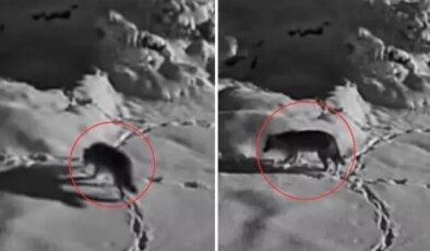 Aç kalan kurt mezraya indi