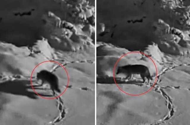 Aç kalan kurt mezraya indi