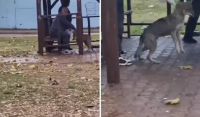 Adana’da kaydedilen görüntü “Yok artık” dedirtti