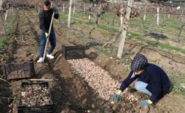 Kariyerini bıraktı, girdiği tarlada ‘beyaz altın’ buldu