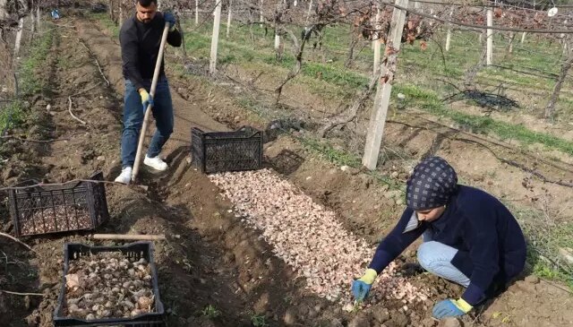Kariyerini bıraktı, girdiği tarlada ‘beyaz altın’ buldu