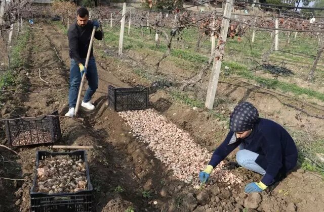 Kariyerini bıraktı, girdiği tarlada ‘beyaz altın’ buldu