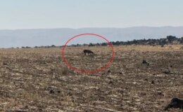 Türkiye’nin en zor görülen hayvanı! Bu kez Şırnak’ta görüntülendi