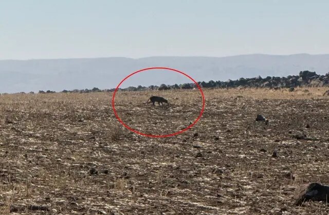 Türkiye’nin en zor görülen hayvanı! Bu kez Şırnak’ta görüntülendi