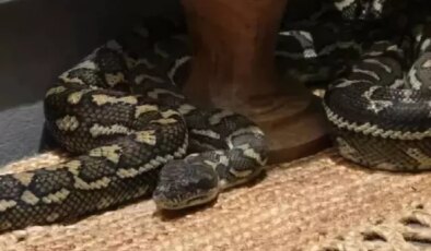 Gece yarısı üzerinde 2,5 metrelik pitonla uyandı