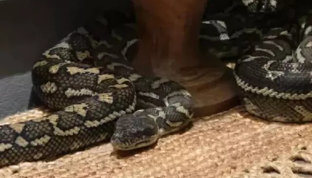 Gece yarısı üzerinde 2,5 metrelik pitonla uyandı