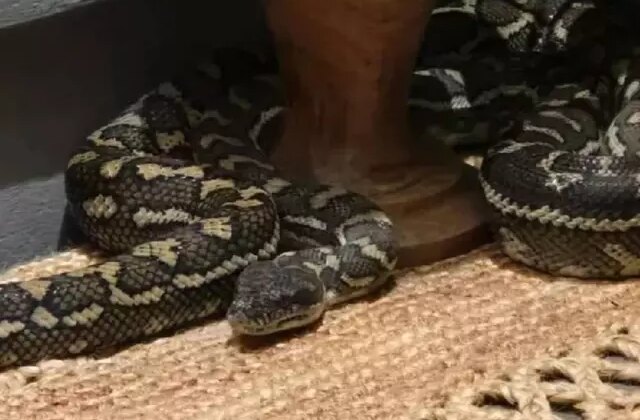 Gece yarısı üzerinde 2,5 metrelik pitonla uyandı