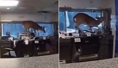 Banka alarmı çalınca polis gitti, davetsiz misafirle karşılaştı