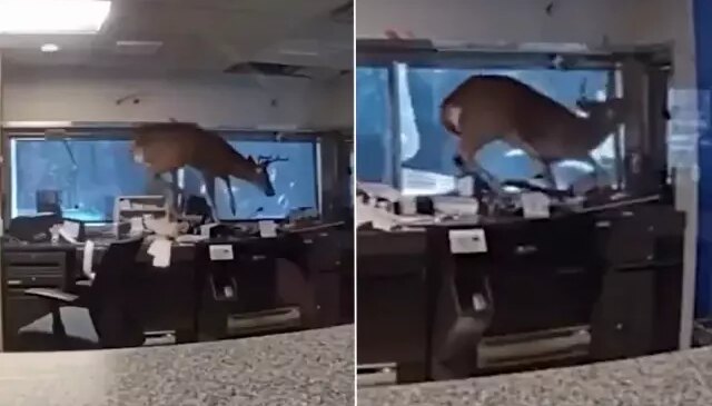 Banka alarmı çalınca polis gitti, davetsiz misafirle karşılaştı