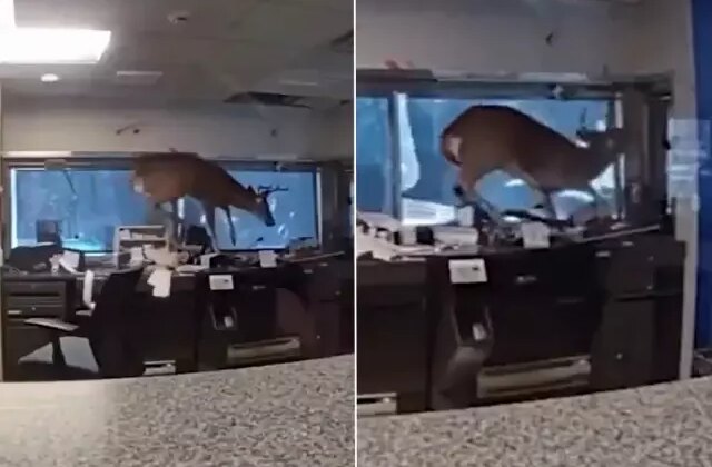 Banka alarmı çalınca polis gitti, davetsiz misafirle karşılaştı