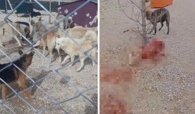 Barınakta aç ve susuz bırakılan köpeklerin birbirini parçaladığı iddiası