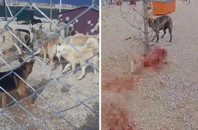 Barınakta aç ve susuz bırakılan köpeklerin birbirini parçaladığı iddiası