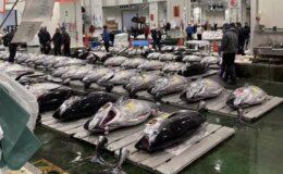 Dev orkinosa milyon dolarlık teklif! Rekor fiyata satıldı